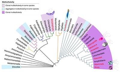 Multiple Origins of Extracellular DNA Traps